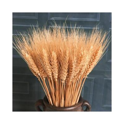 China Exclusively Handcrafted Autumn Natural Dry Wheat Good Quality Garden Wedding Party Decoration for sale