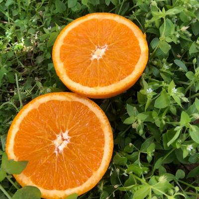 中国 Alley fresh fresh sweet fresh orange late citrus oranges on sale 販売のため