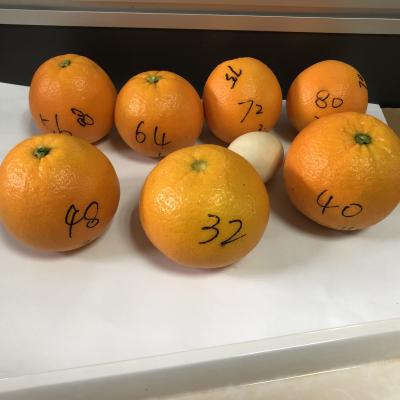 China Fresh the most delicious and sweet fresh orange lane fresh citrus late orange on sale for sale