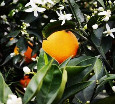 China Fresh the most delicious sweet oranges fresh alley citrus late orange on sale for sale