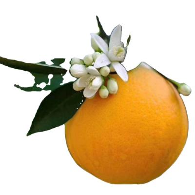 China Fresh the most delicious sweet oranges fresh alley citrus late orange on sale for sale