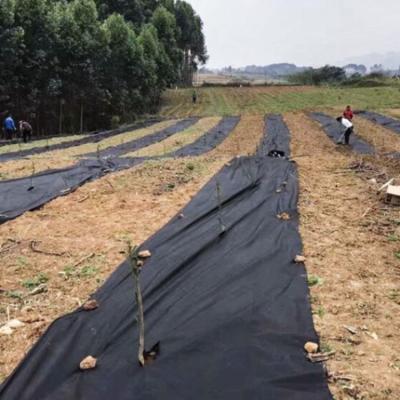 China Waterproof agriculture vegetable nonwoven fabric for plant cover-weed control-Anti-freeze for sale