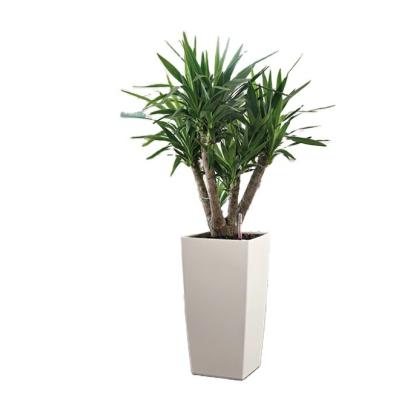 China large PP Plastic Plant Pot Indoor Outdoor Home Garden Decoration Self Watering for sale