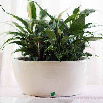 China Home Decor Self Watering Planter for sale