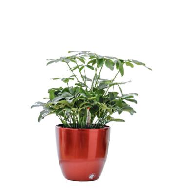 China hydroponic growing systems flower pot similar as Lechuza planter Plastic pot for sale