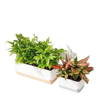 China Simple desktop plastic flowerpot, vegetable basin for sale