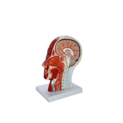 China Head Teaching Human Anatomical Model Neurovascular Distribution Anatomical Structure Display for sale