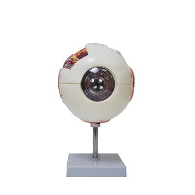 China School production of high quality human anatomical models of eyeball appearance nerve distribution and structure for sale