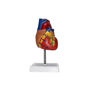 China Teaching Production Of High Quality Human Anatomy Model Heart Model With Diaphragm Cover Number Removable Heart Model for sale