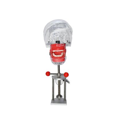 China Teaching Simulation Head Dental Model Single Head Model Tooth Model for sale