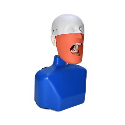 China Dental Head Model Detachable Tooth Dental Simulation Head Mold Tooth Model System Dental Simulation Head Model for sale