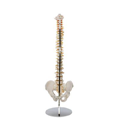 China Teaching standard human spine model can be bent arbitrarily. The large round base is detachable for sale