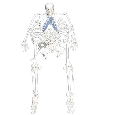 China 170CM High Quality Human Skeletal Loose Bone Anatomy Skull Anatomy Color Skull Vertebral Joint Teaching Model Demonstration Production for sale