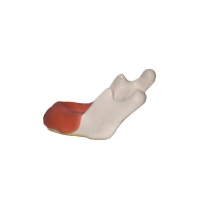 China Professional School Production Dental Teaching Practice Model Jaw Bone C for sale