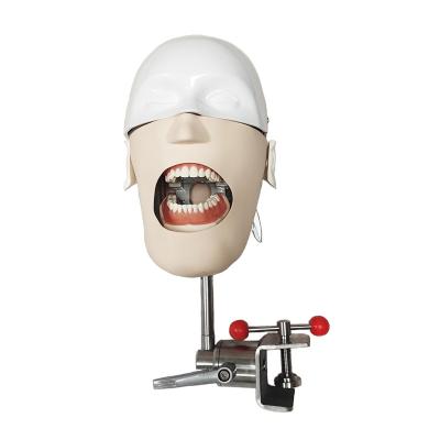 China Patients Care Simulation Dental Head YJ709 Demonstration Teaching Model for sale