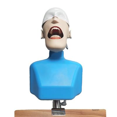 China The dental mold can be taken out the main model dental simulator simulation dental head model for sale