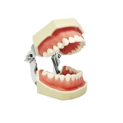 China Dental Oral Dental Faculty Restoration Training Teeth Exercises 500h Study Dental Model To Teach With 28pcs Tooth for sale