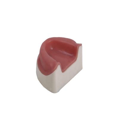 China Patients care demonstration oral typodont implant dental study model for sale