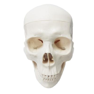 China Simulation Human Skull Anatomical Model Skeletal Simulator Medical Teaching Human Skeletal Model with Internal and External Structures for sale