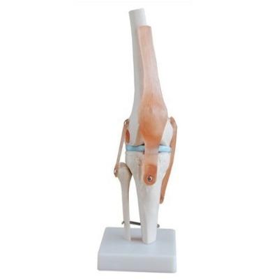 China Patients Care Demonstration Medical Human Knee Joint Model With Muscle for sale