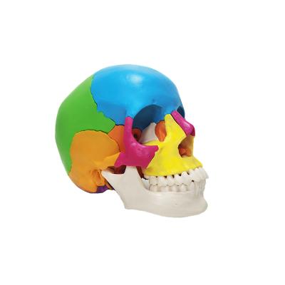 China 22 Dismountable Human Skeletal Model Anatomy Parts Teaching 22 Color Skull Parts for sale