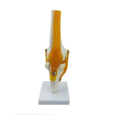 China 2020 New Medical Science Model Knee Joint Teaching Model, Human Knee Model, Plastic Material Human Skeletal Knee Joint Model for sale