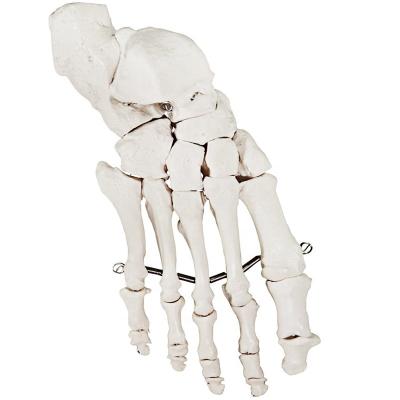 China Patient Care Demonstration Fully Articulated Flexible Foot Skeletal Model for sale