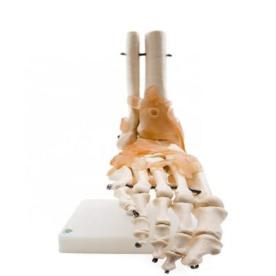 China Patients care demonstration foot joint model with ligaments for sale