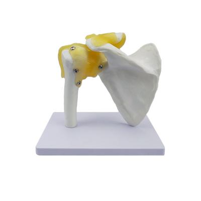 China The newest teaching model shoulder joint model, anatomy joint shoulder model, human skeletal model for sale