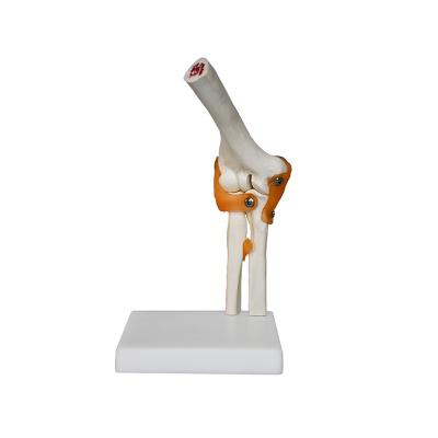 China Box Motion Plasic Elbow Joint with Ligaments, Human Knee Joint Model, Skeletal Elbow Joint Model for sale