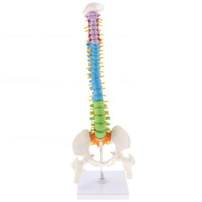 China Patients Care Demonstration 85cm Colored Medical Anatomical Super Flexible Spine Model YJ715 for sale