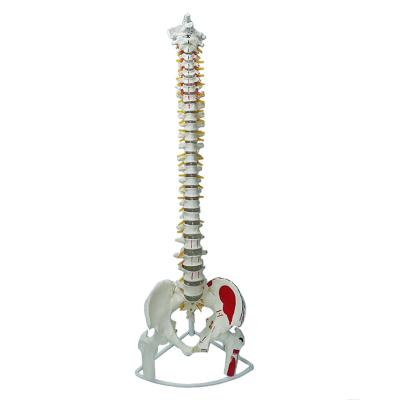 China Teaching model high quality human adult spine bone anatomy model teaching with neurovascular and muscle start and end points for sale