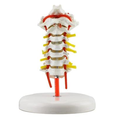 China Medical anatomy YJ802 patient care demonstration human cervical vertebra model for sale