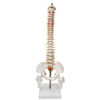 China Patients Care Demonstration 45cm Humen Spine Bone Model for sale