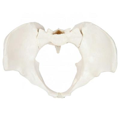 China Patient care demonstration vertebral pelvis male modelvertebral pelvis model for sale