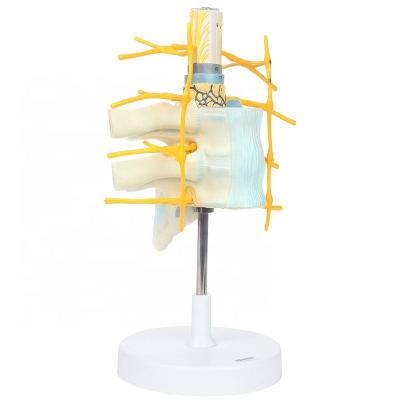 China Patients Care Demonstration Cervical Thoracic Vertebra Medical Model for sale