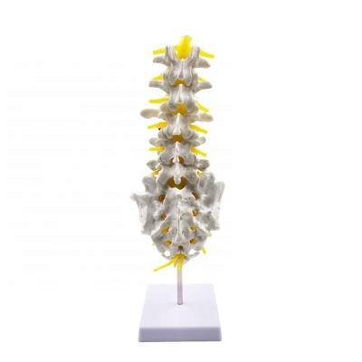 China Plastic Patient Care Demonstration Spine Loading Model for sale