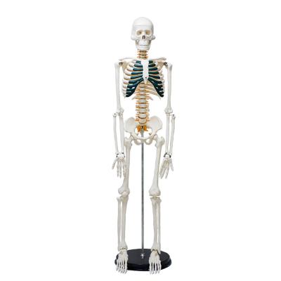 China Students understand human skeleton model structure type D high quality white 85CM with neurovascular green sternum for sale