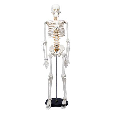 China High quality 85CM teaching white human skeletal model with neurovascular type C for sale