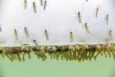 Cina Sottospecie biologica Israel Kill Mosquito Wigglers di Bacillus thuringiensis di densovirus della zanzara dell'insetticida della zanzara in vendita