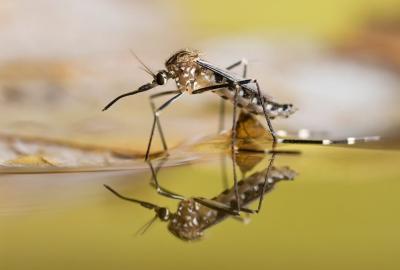 China Assassino biológico das larvas do mosquito do inseticida do assassino do mosquito à venda