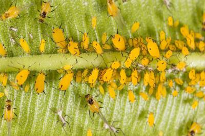 China Chemisch bestrijdingsmiddel Thiamethoxam die Aphids-insecticide efficiënt aan de Vloeistof van rijst planthopper Cotent 30% Thiamethoxam doden Te koop