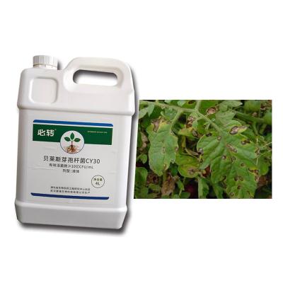 China Microbial Agent CY30 Bacillus Velezensis Prevent Tea Plants Field Crops Disease for sale