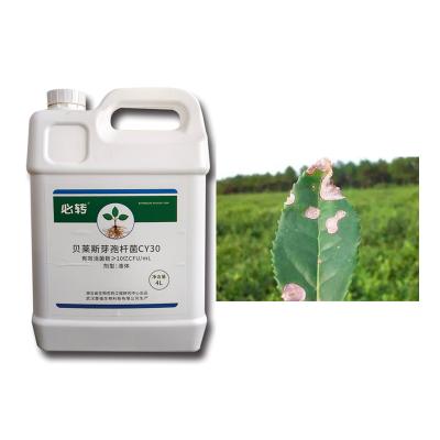 China Microbial Agent CY30 Bacillus Velezensis Bactericide Cure Tomato Leaf Mold Blight Fertilizer for sale