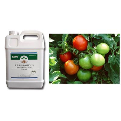 China Broad Spectrum Antifungal Activity Microbial Agent CY30 Promote Crop Growth Cure Root Rot for sale