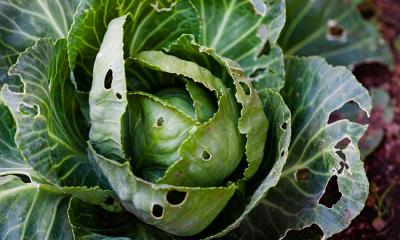 China Biopesticidebedrijf koolworm rupsbestrijding biologisch Te koop