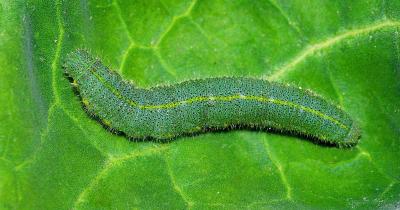 China 2 jaar houdbaarheid en organisch pesticide voor kool kool worm schade spray Toepassingsmethode Te koop