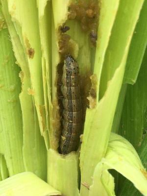 China Active Ingredient Pest Virus And Bt Maize Crop Pesticides for Long Shelf Life Pest Management for sale