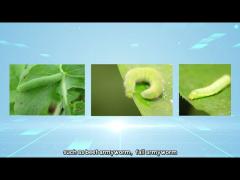 China‘s biopesticide organic pesticide Bt Bacillus Thuringiensis Biological agriculture pesticide