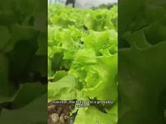 Insect Biocides 10% Nicotine AS Aphid Spray For Vegetables Cabbage